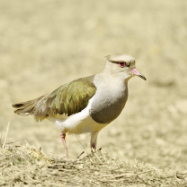 Andean Lapwing 